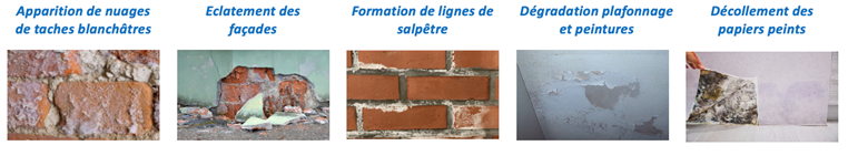 saplêtre images